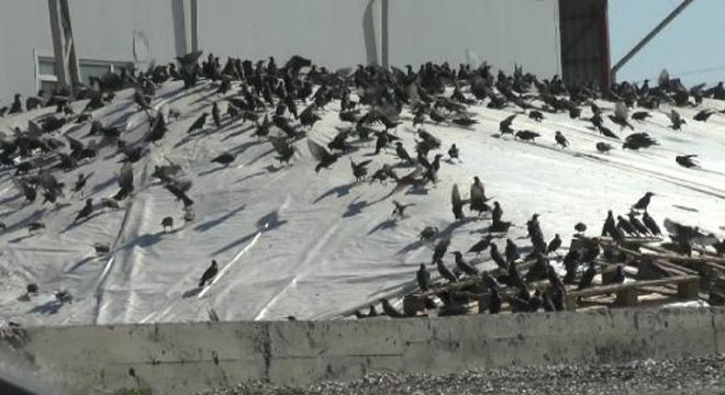 Kuşlar, brandayı delerek hububata ulaşmaya çalışıyor