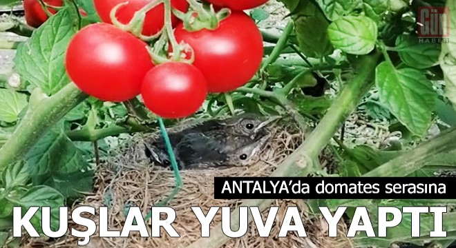 Kuşlar domates serasına yuva yaptı