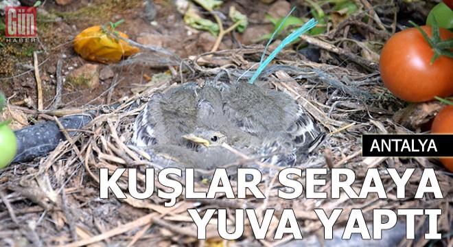 Kuşlar seraya yuva yaptı