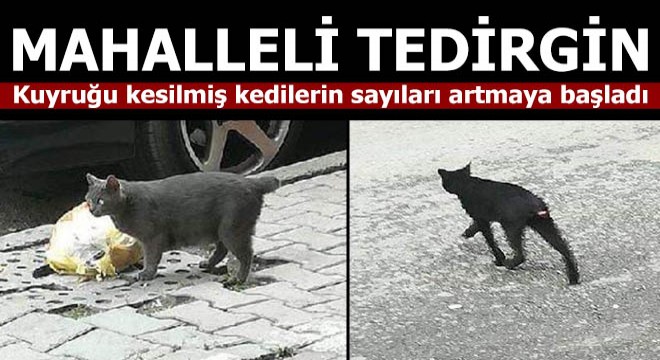 Kuyruğu kesik kedilerin sırrı ne?