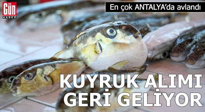 Kuyruk alımı geri geliyor! En çok Antalya'da avlandı