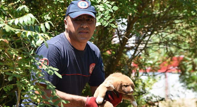 Kuyuya düşen 2 yavru köpeği, itfaiye kurtardı