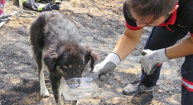 Kuyuya düşen köpeği itfaiye kurtardı
