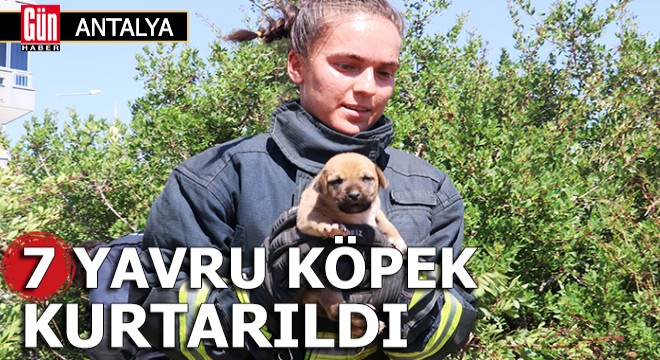 Kuyuya düşen 7 yavru köpek kurtarıldı