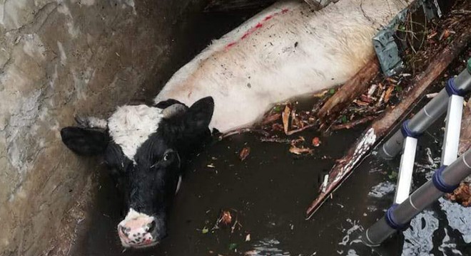 Kuyuya düşen ineği itfaiye kurtardı