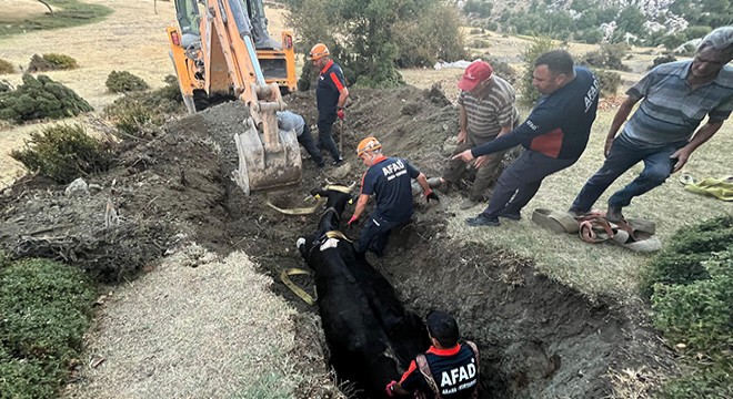 Kuyuya düşen inek kurtarıldı