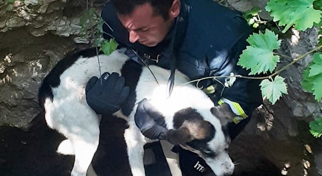 Kuyuya düşen köpeği itfaiye kurtardı