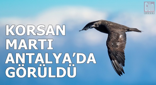 Kuzey ülkelerinin 'korsan martı'sı, Antalya'da görüldü