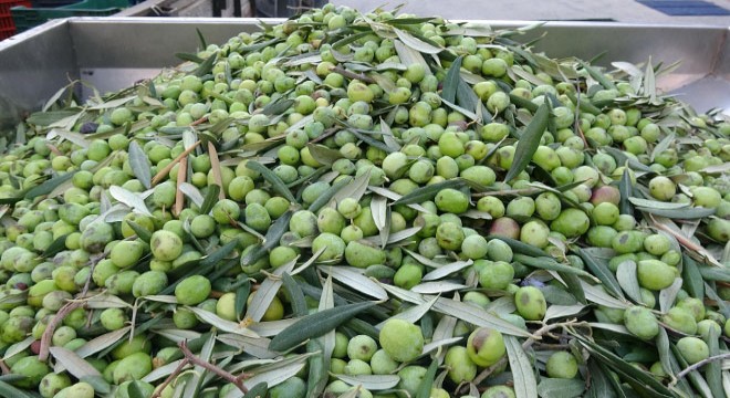 Kuzey Ege’de ilk zeytin sıkımı yapıldı, yağı çıkarıldı