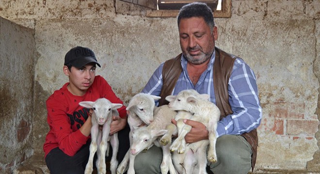 Kuzularına 'Maske', 'Mesafe' ve 'Hijyen' isimlerini verdiler