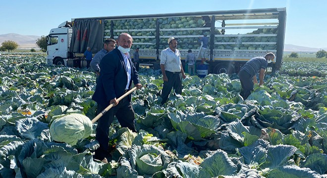 Lahana üreticisi fiyattan memnun
