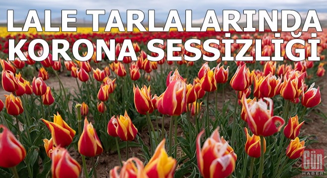 Lale tarlalarında korona sessizliği