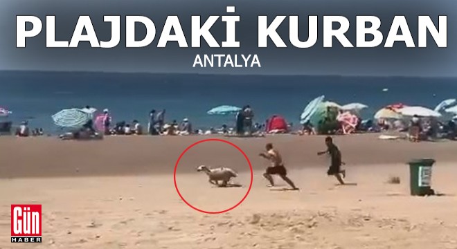 Lara Plajı nda kurban kovalamaca