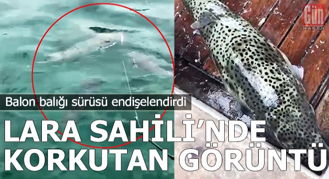 Lara sahilinde zehirli balon balığı sürüsü görüntülendi