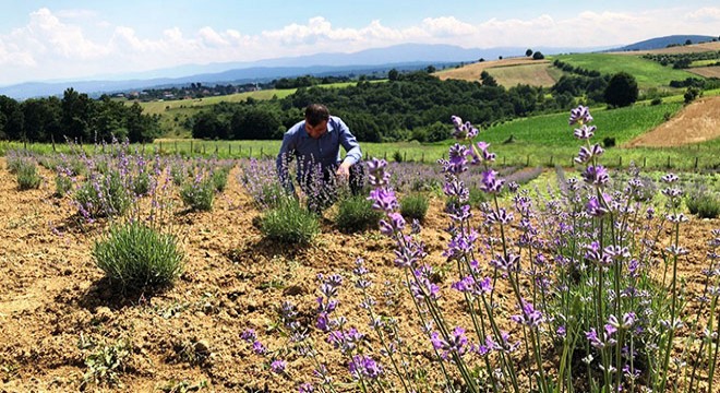 Lavanta bahçesini turizme kazandırmayı hedefliyor