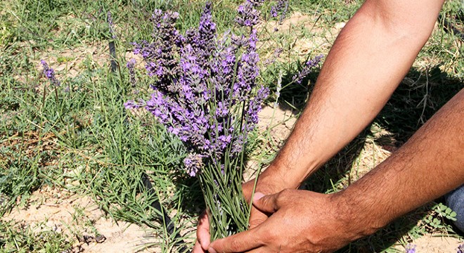 Lavanta hasadı başladı