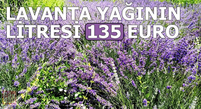 Lavanta yağının litresi 135 euro