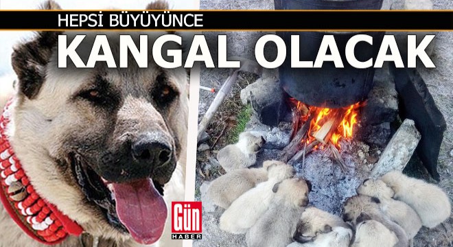 Lessi'nin 10 yavrusunun ısınma saati