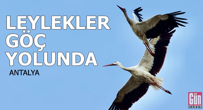Leylekler, Anadolu üstünden Afrika'ya göç yolunda