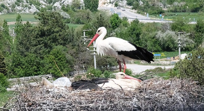 Leylekler Vadisi'nin konukları kuluçkaya yattı
