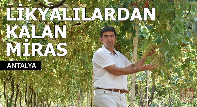 Likyalılardan kalan miras: Margaz üzümü