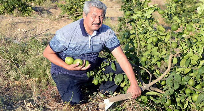 Limon bahçesindeki 600 ağacı köklerinden kestiler