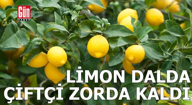 Limon dalda çiftçi zorda kaldı