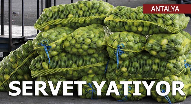 Limon fiyatına 'turfanda' ayarı