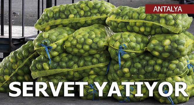 Limon fiyatına  turfanda  ayarı