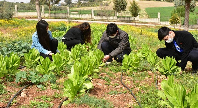 Lise öğrencileri okul bahçesinde sebze-meyve yetiştiriyor