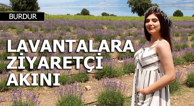 Lisinia'da lavantalar açtı, ziyaretçiler akın etti