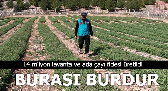 Lisinia da 14 milyon lavanta ve ada çayı fidesi üretildi