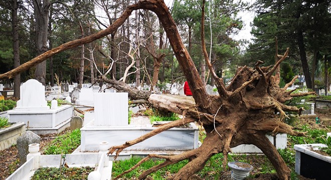 Lodos ağacı kökünden söktü