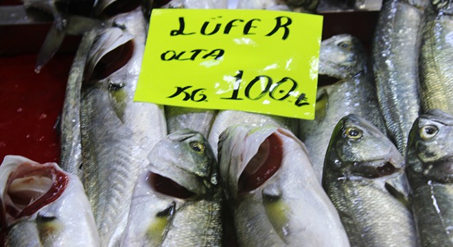 Lodosla bollaşan lüferin kilosu 100 liraya düştü