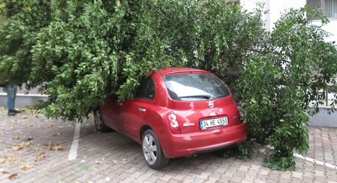 Lodosun etkisiyle otomobilin üstüne ağaç devrildi