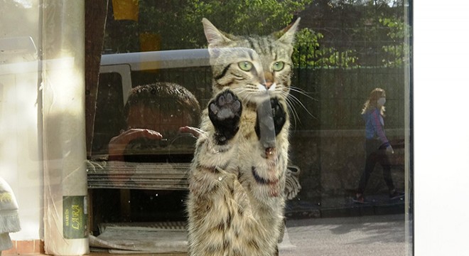 Mağazada mahsur kalan kedi, 2 gün sonra kurtarıldı