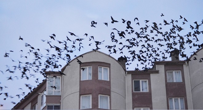 Mahalle, kargaların istilasına uğradı