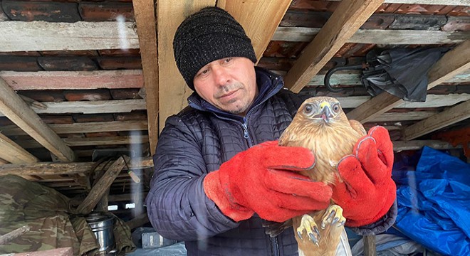 Mahallede buldukları şahin için seferber oldular