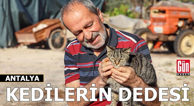 Mahalledeki kedilerin 'dedesi' oldu