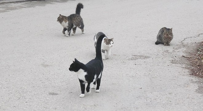 Mahalleli, kaybolan kedilerin peşine düştü