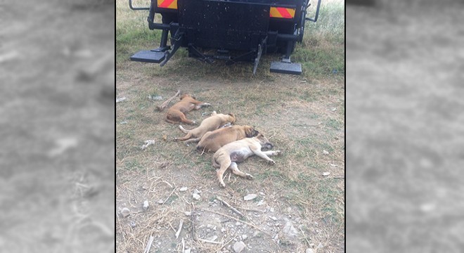 Mahallelinin beslediği 5 köpek zehirlendi