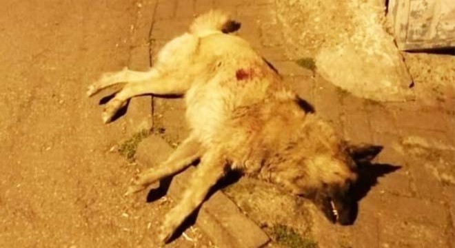 Mahallelinin maskotu  Alaş  adlı köpeği, bıçaklayarak öldürdü