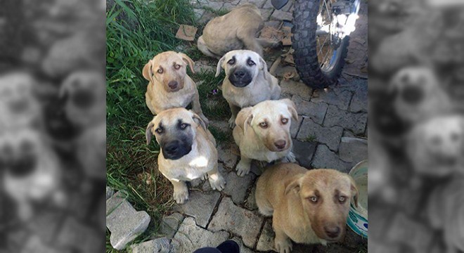 Mahallelinin sahiplendiği 6 köpek zehirlenerek öldürüldü