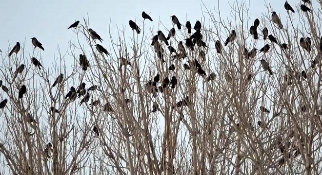 Mahalleyi istila eden kargaları davul çalarak kovmaya çalışıyorlar