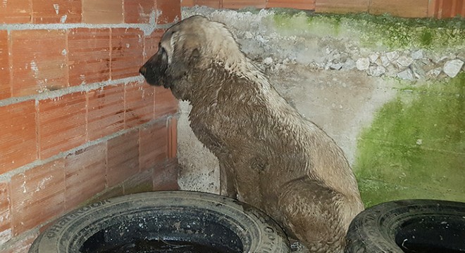 Mahsur kalan köpeği itfaiye kurtardı