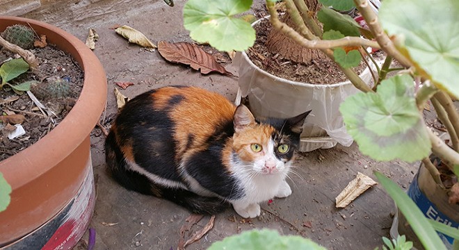Mahsur kalan yavru kedi kurtarıldı