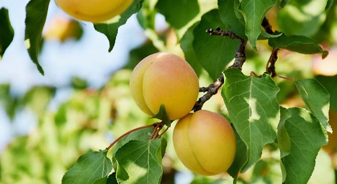 Malatya Valisi: Kayısıda 391 bin 88 ton rekolte bekleniyor