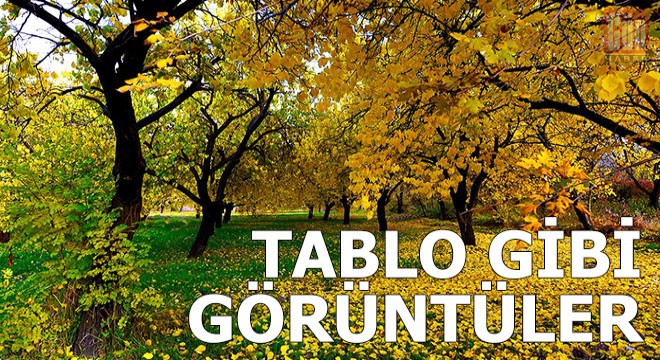 Malatya'da kayısı bahçelerinde tablo gibi görüntüler