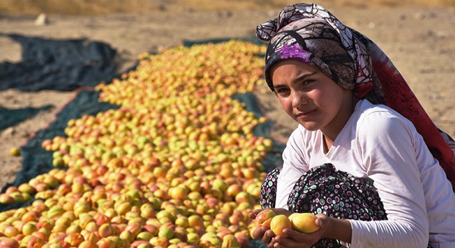 Malatya'dan 115 ülkeye kuru kayısı ihracatı