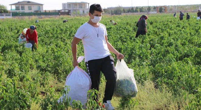 Maliyet hesabı yapınca tarlasındaki biberleri halka bıraktı